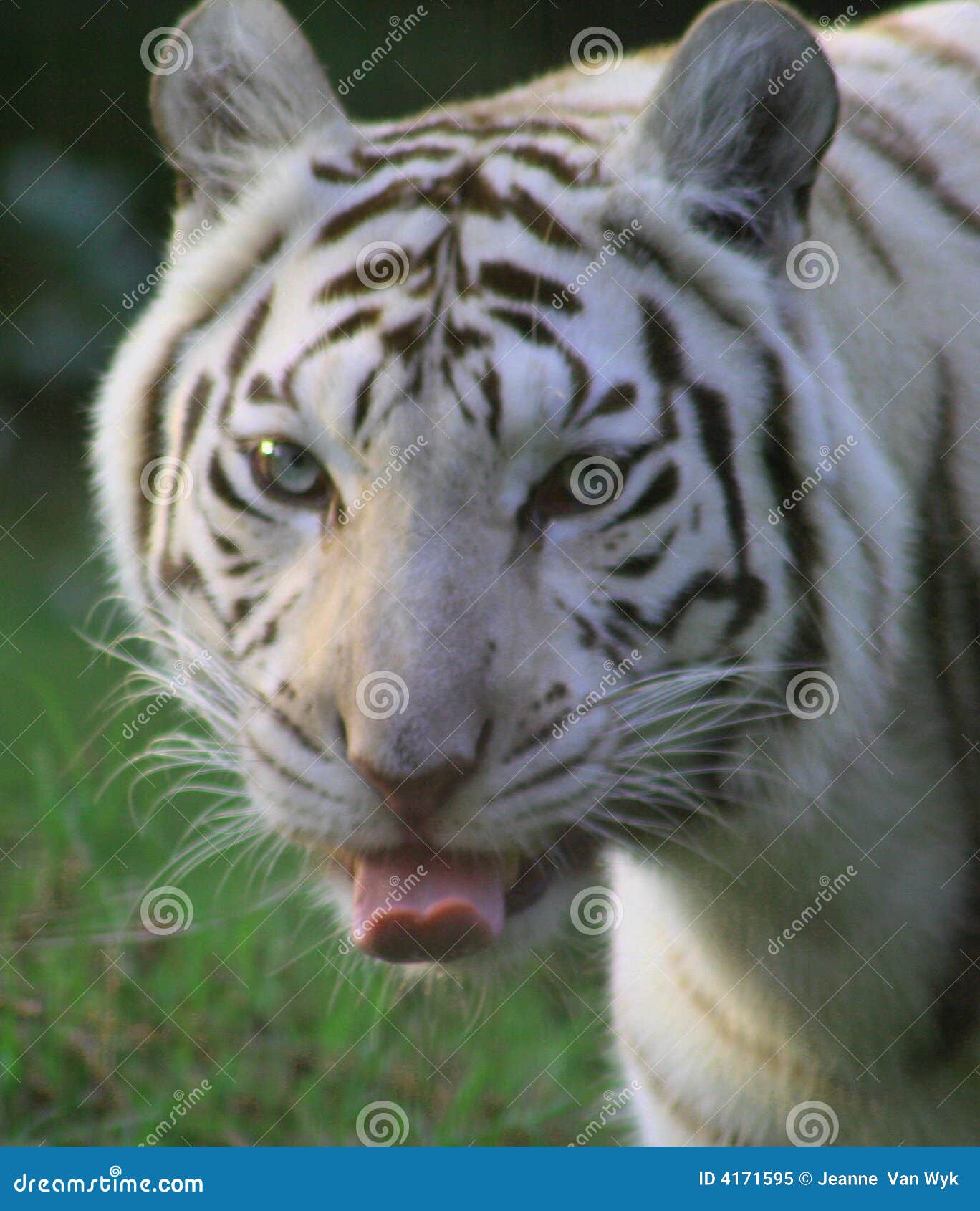 苏门答腊老虎吼声 图库摄影片. 图片 包括有 少见, 舌头, 凶猛, 牙齿, 种类, 母老虎, 开放, 数据条 - 42810992
