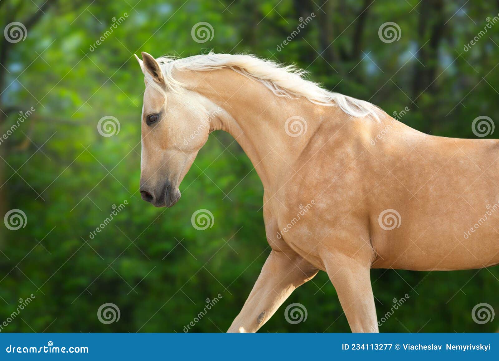 inschakelen Alternatief Nadeel Akhal Teke Paard in Beweging Stock Afbeelding - Image of galop, lang:  234113277