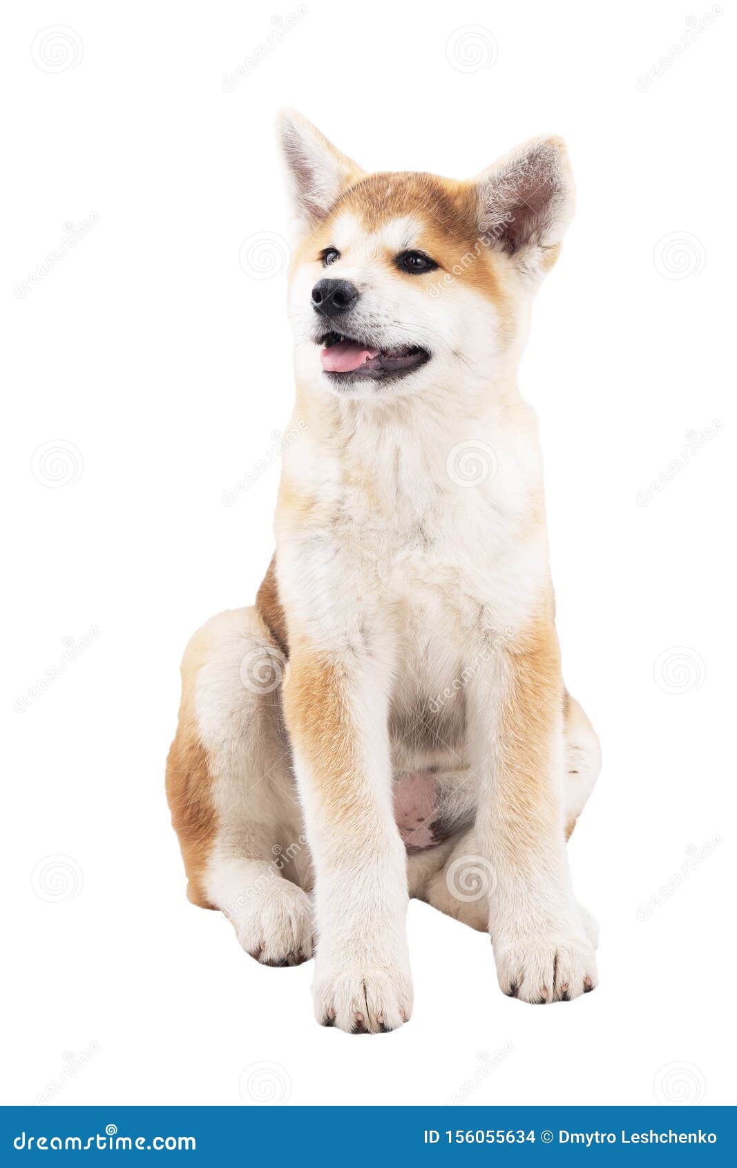 Akita Bellissimi Cani Cani Da Purosangue Fotografia Stock Immagine Di Fedele Piacevole