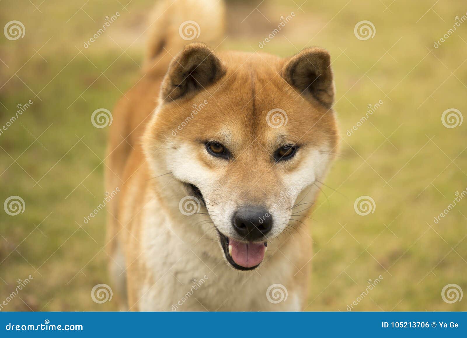 Akita dog stock photo. Image of rhubarb, lovely, cable 105213706
