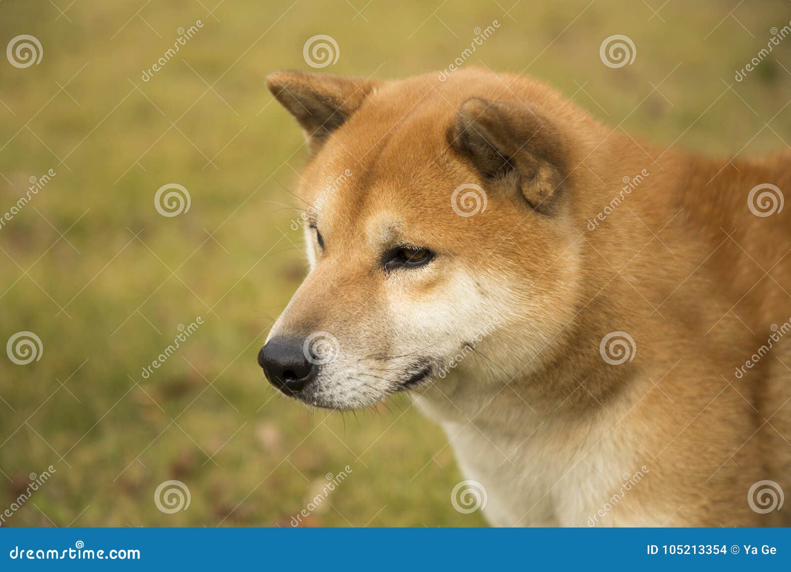 japanese akita bear hunting