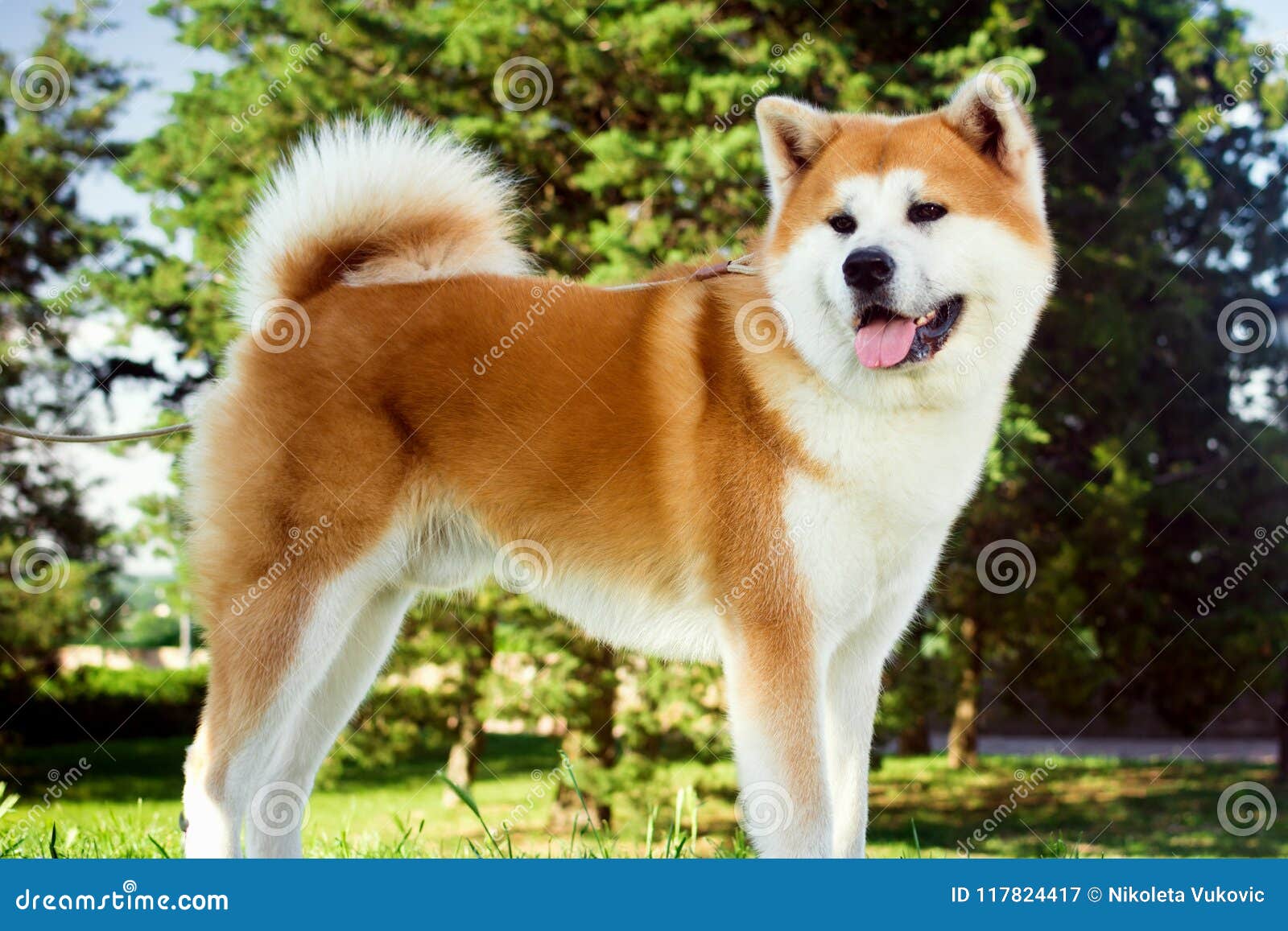 Akita Hund Im Park Stockbild Bild Von Park Akita Hund