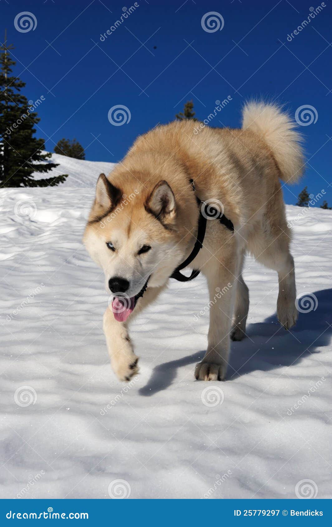 husky akita inu