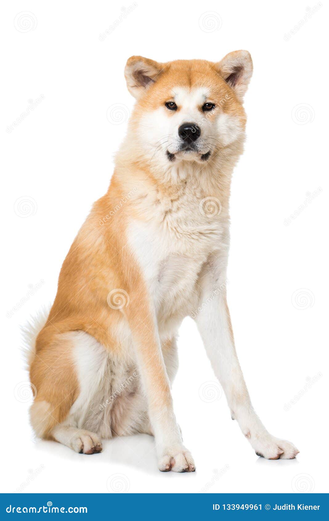 akita inu white