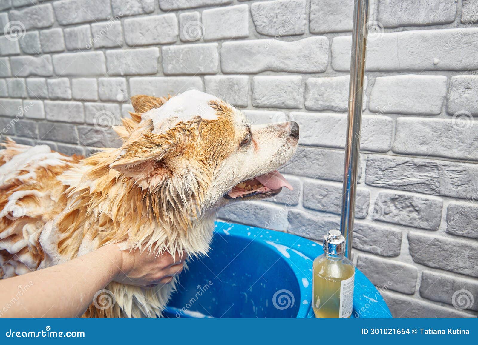 Akita Inu Bathing. the Dog of Happiness Takes a Bubble Bath. Stock