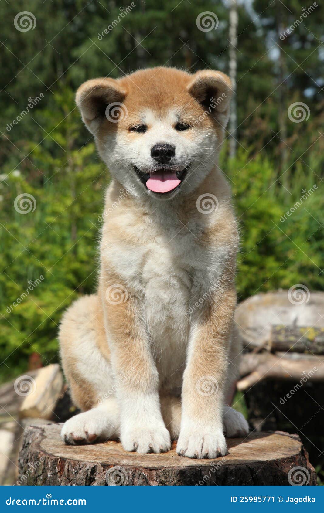 Akita inu puppy stock image. Image of lazy, domestic 25985771