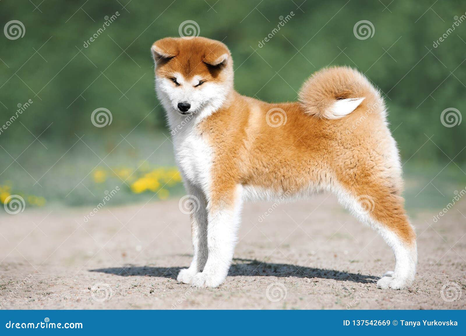 red akita puppy