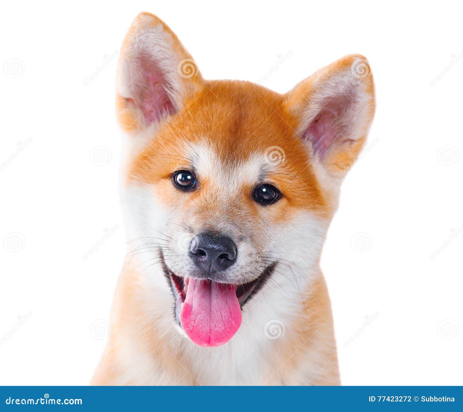 Akita Inu Purebred Puppy Dog Shiba Inu Stock Photo Image Of Hairy