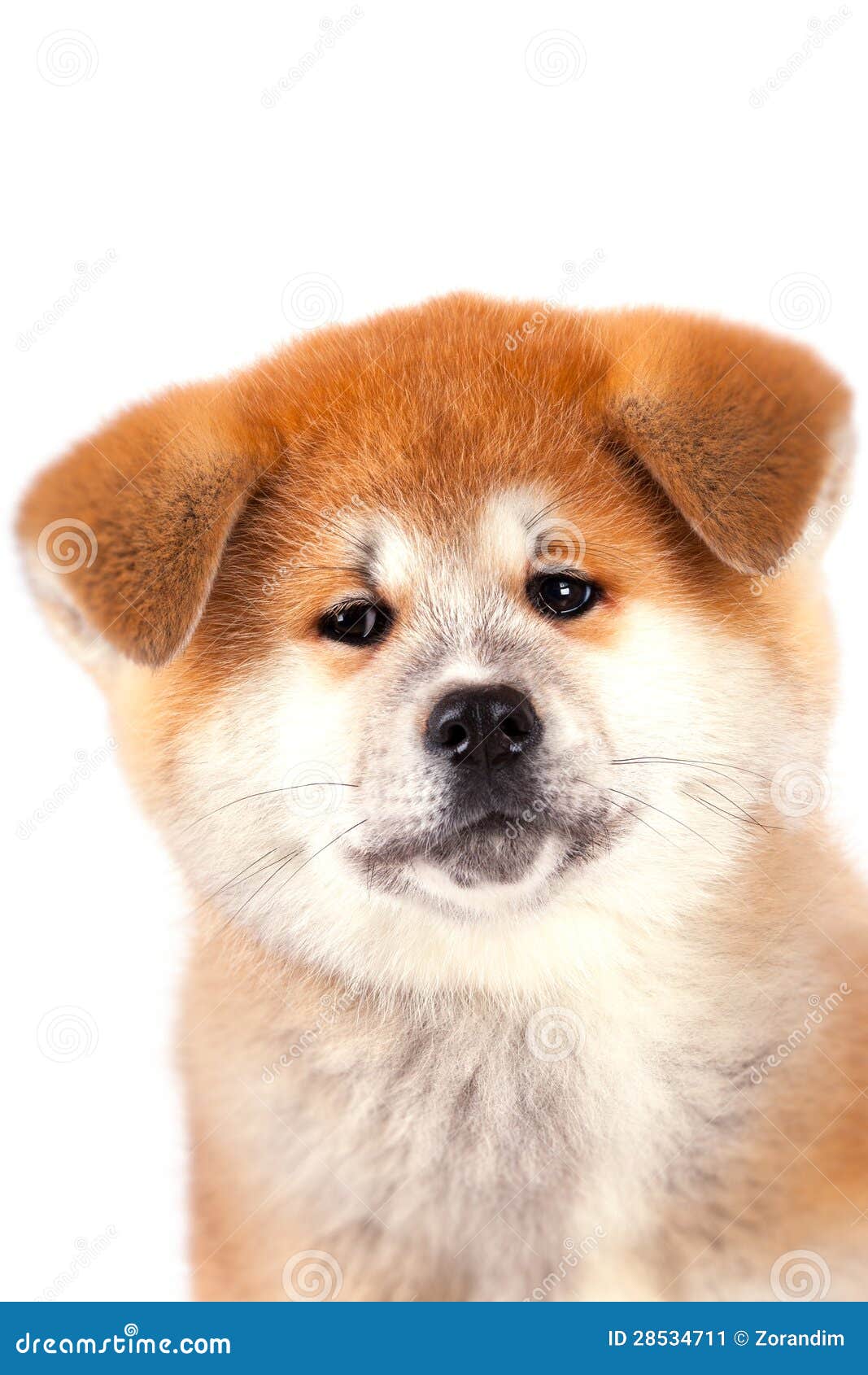 Akitainu Welpe stockbild. Bild von nett, junges, inländisch 28534711