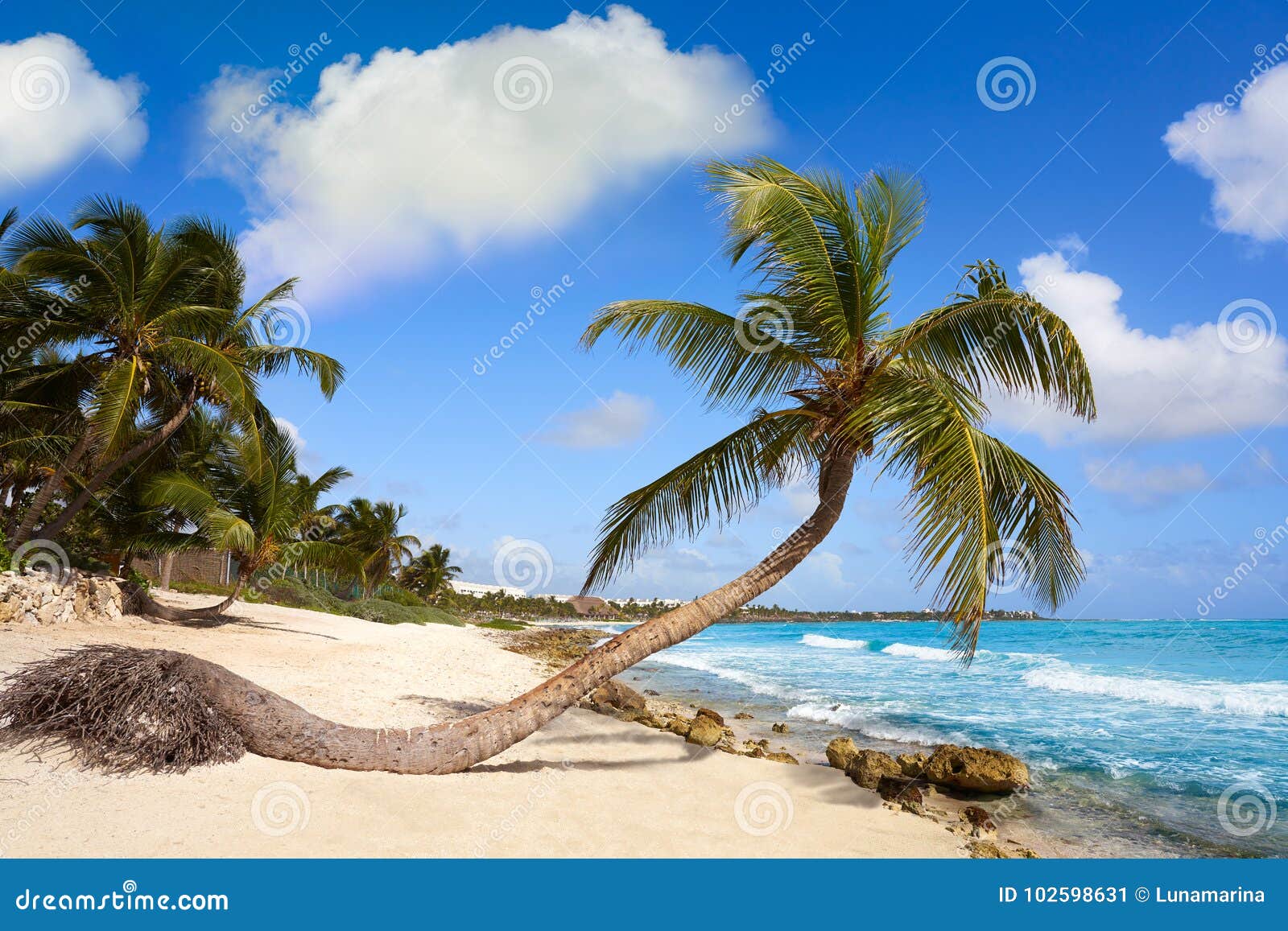 akumal coconut palm tree beach riviera maya