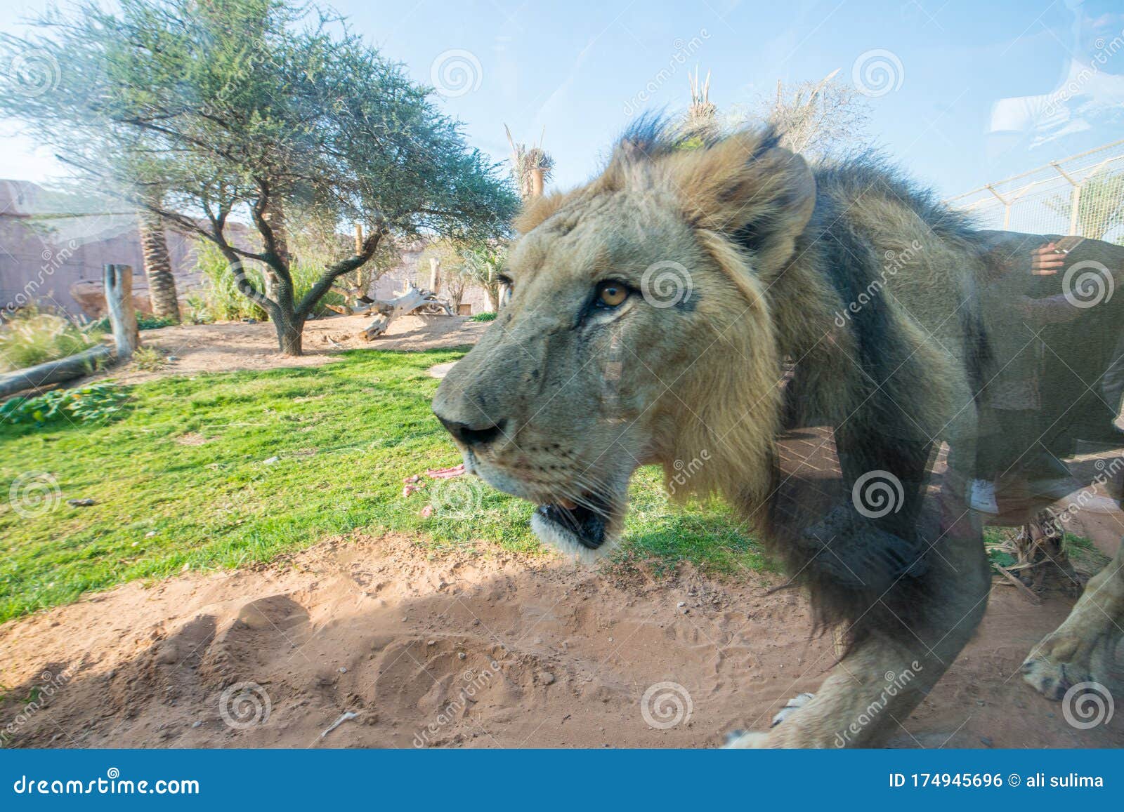 Al Ain Zoo Abu Dhabi Uae Stock Photo Image Of Emirates