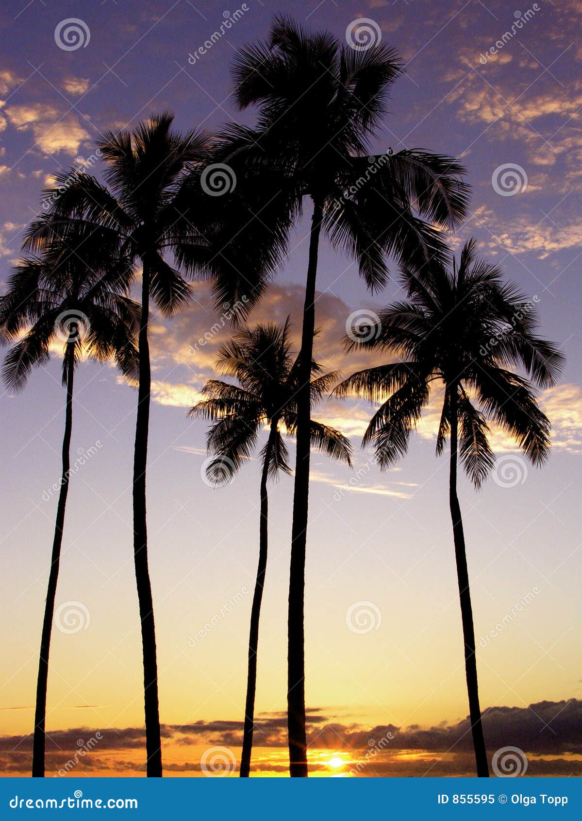 Ala Moana Palm Trees Sunset Stock Image - Image of shadow, moana: 855595