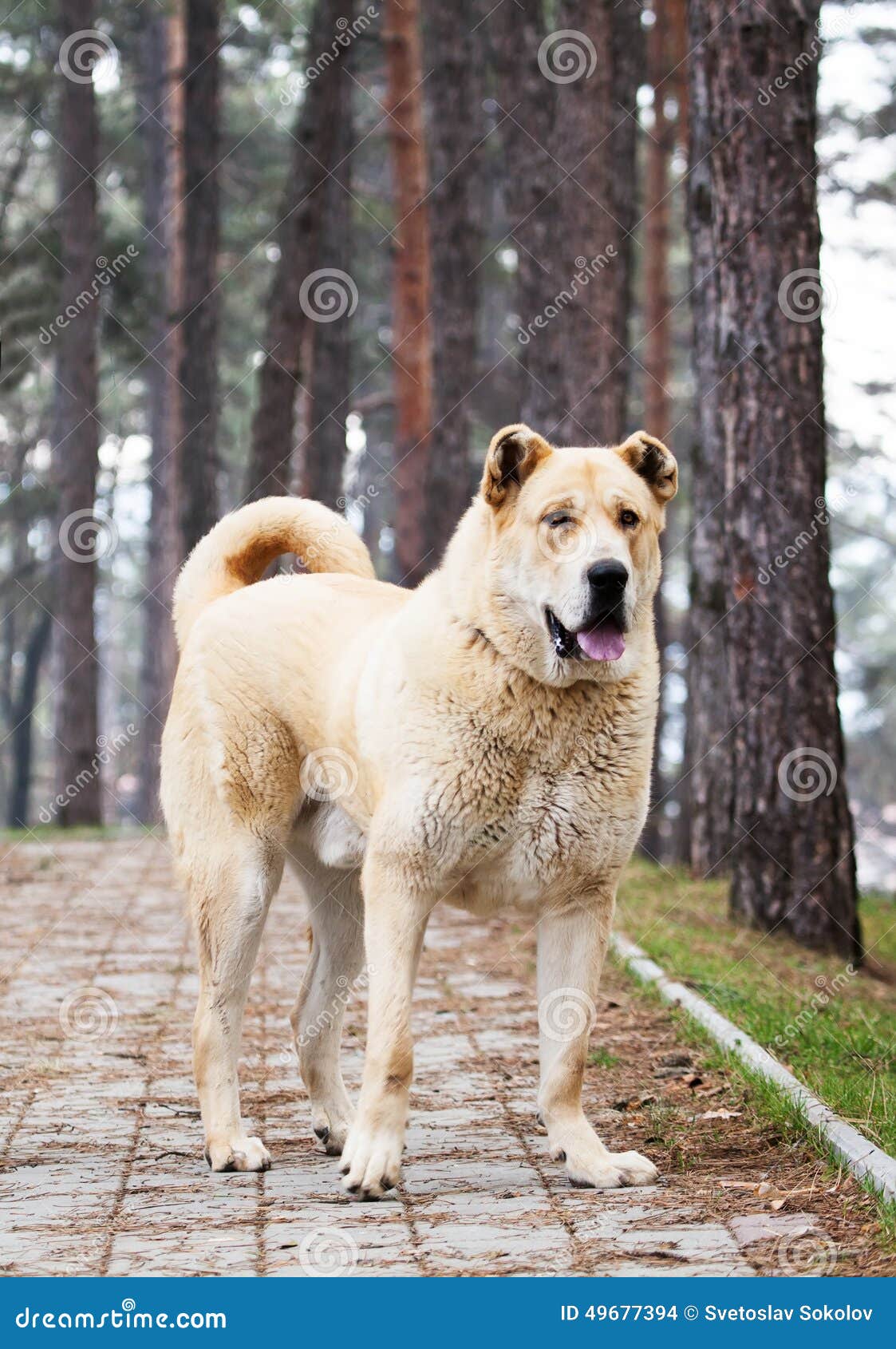 Alabai-Hund stockfoto. Bild von alaskisch, spaß, glücklich ...