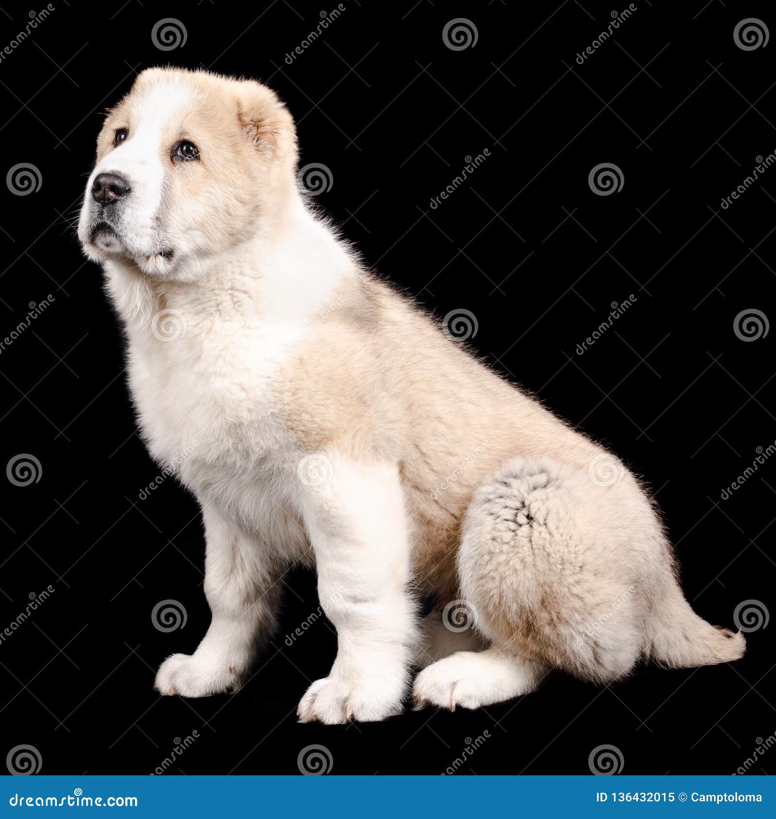 Alabai puppy sitting stock image. Image of canine, happy ...