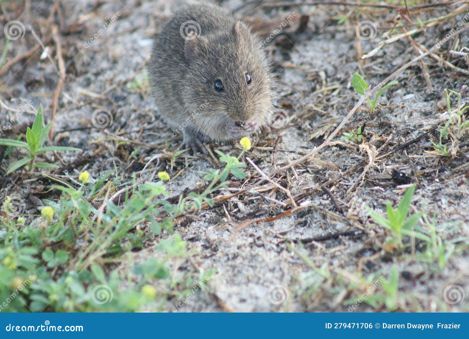 alabama beach mouse 2023 i