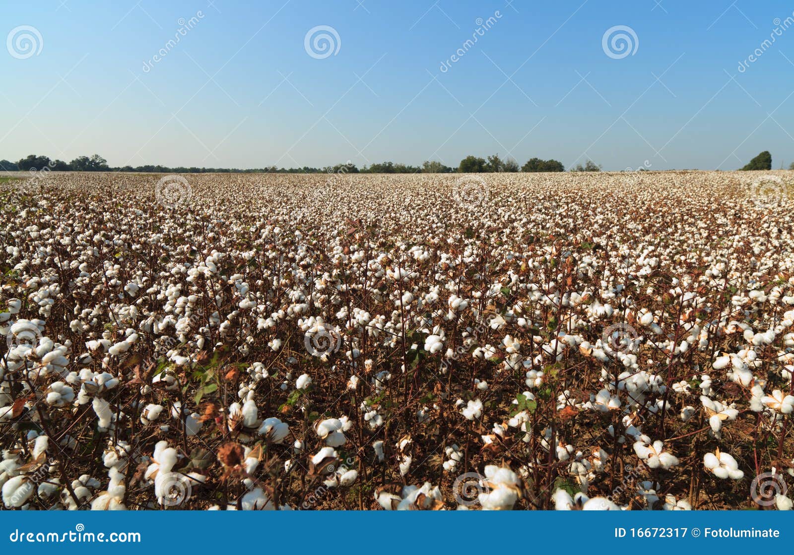 Alabama Cotton Field Royalty Free Stock Photography Image 16672317