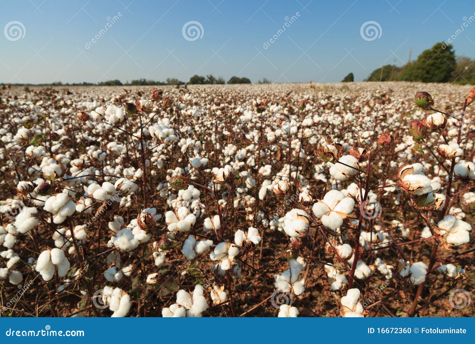 Alabama Cotton Field stock photo. Image of yarn, agriculture 16672360