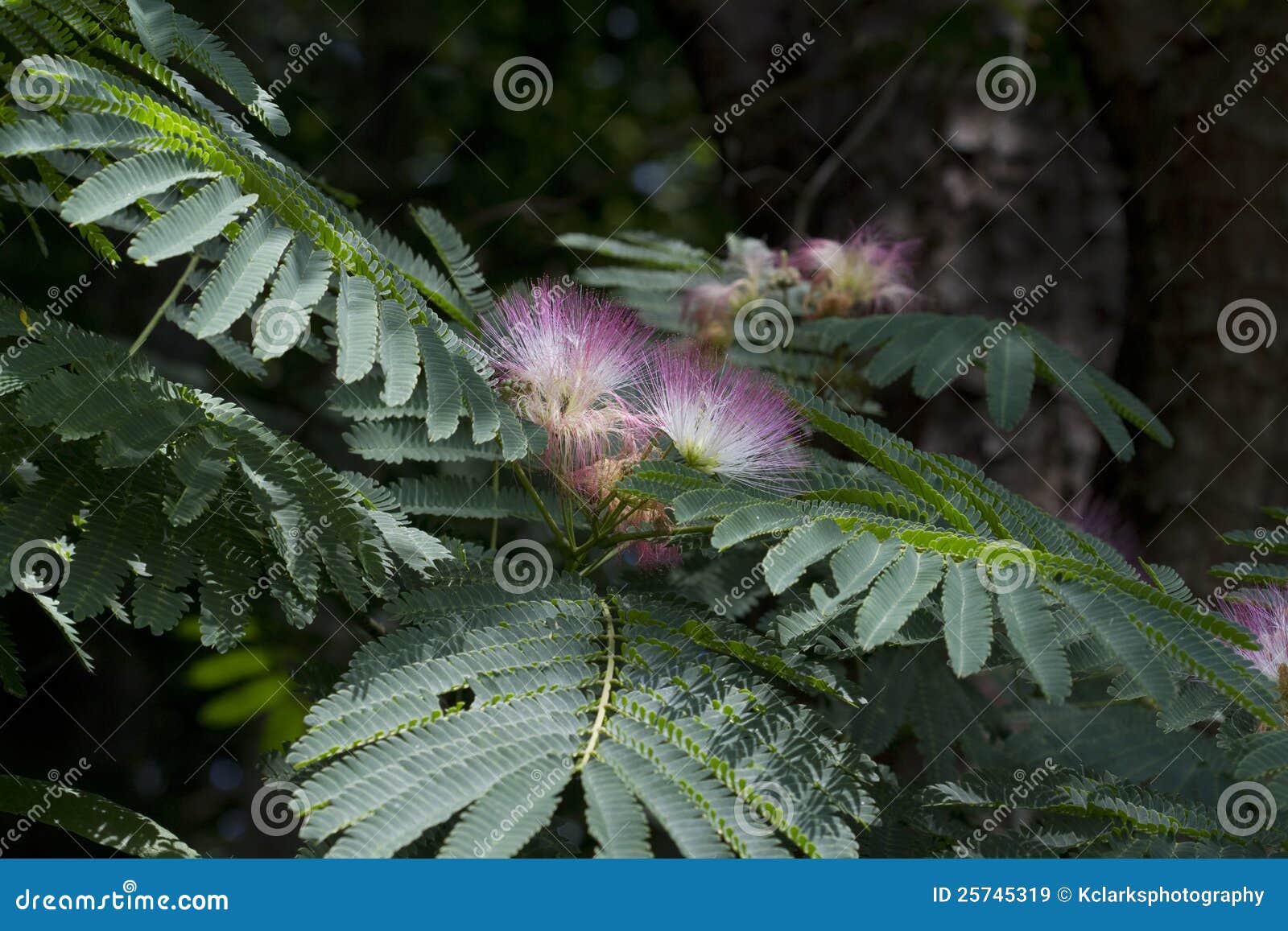 Alabama Silky Mimosa Tree Blossoms Stock Image Image of julibrissin