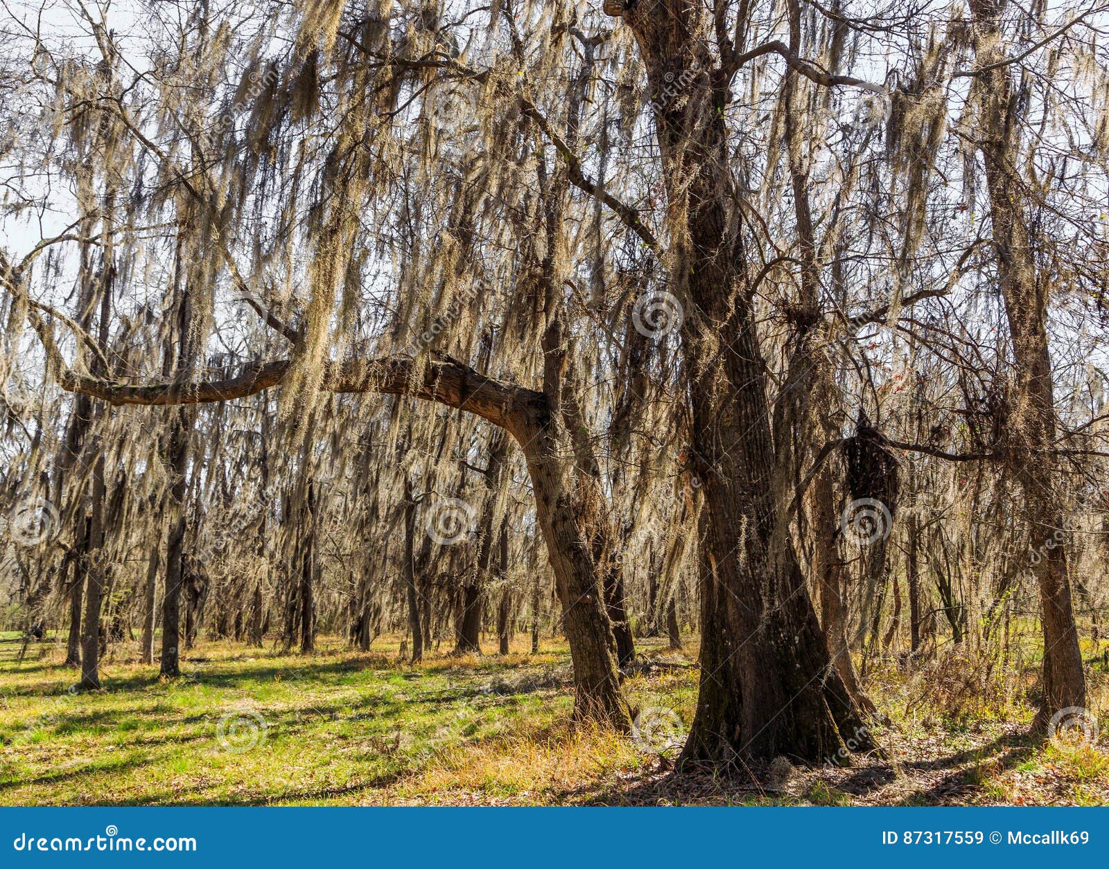 Alabama Spanish Moss stock image. Image of natural, beautiful 87317559