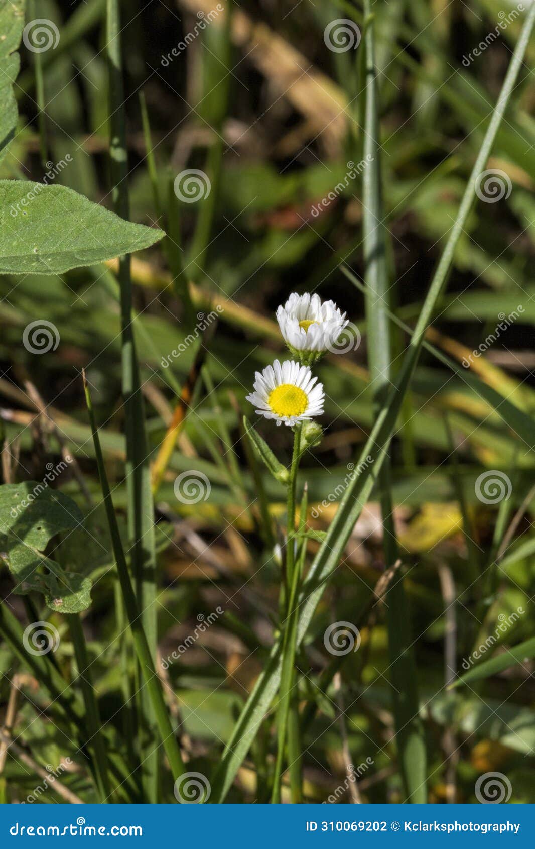 alabama oxeye daisy wildflower blooms growing in morgan county