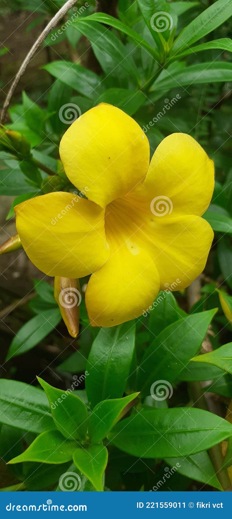 Alamanda is Also Often Referred To As the Golden Trumpet Flower, Yellow  Bell Flower, or Buttercup Flower. Stock Image - Image of leaf, referred:  221559011