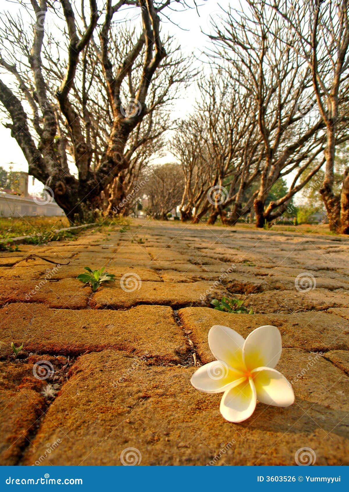 Alameda with white flower stock photo. Image of laos, brick 3603526