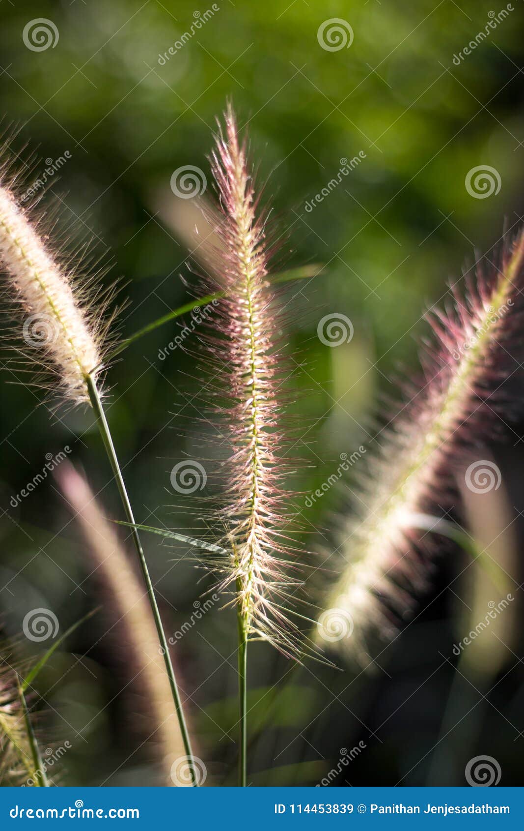 alang-alang, blady grass