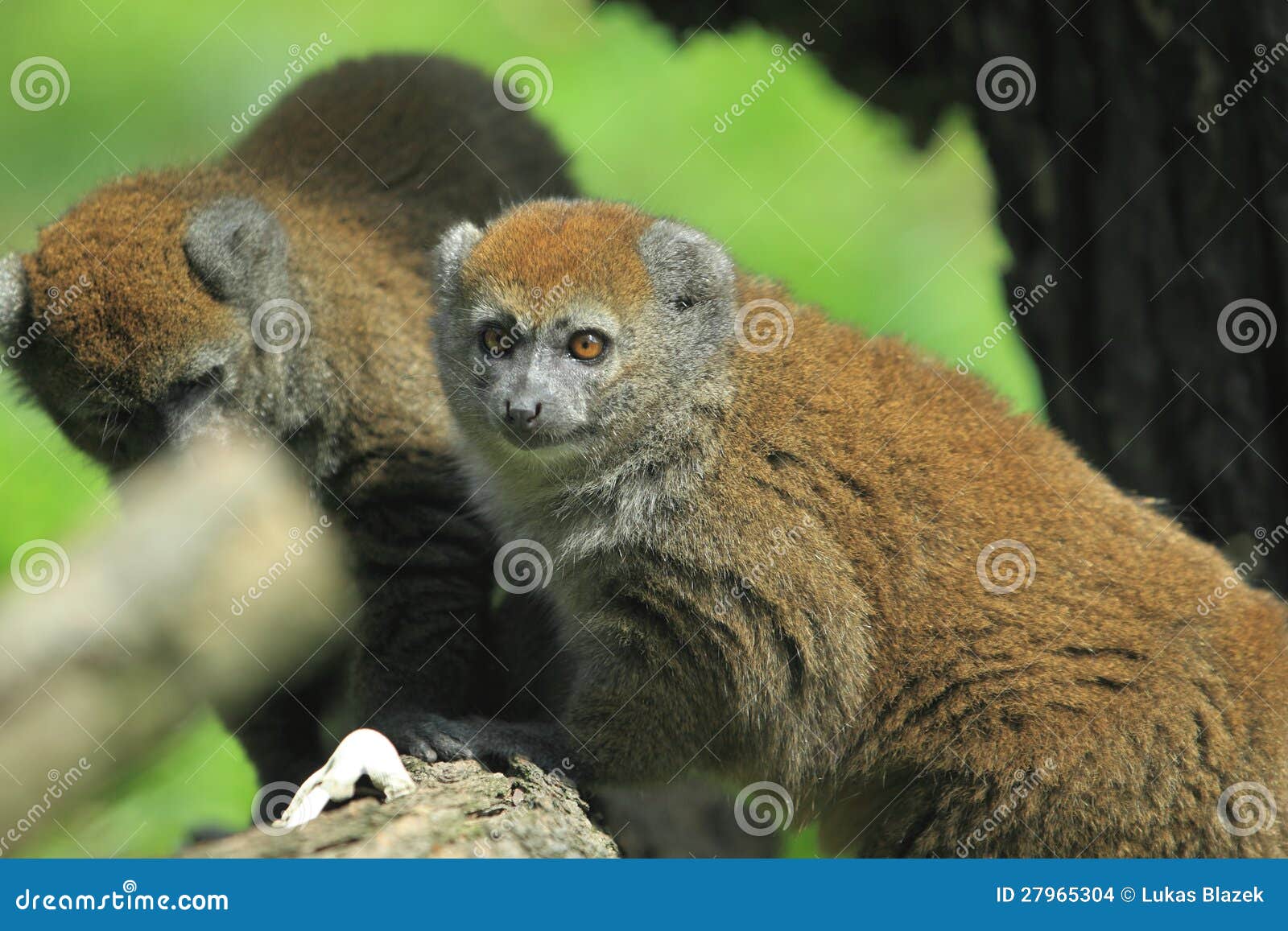 alaotran gentle lemur