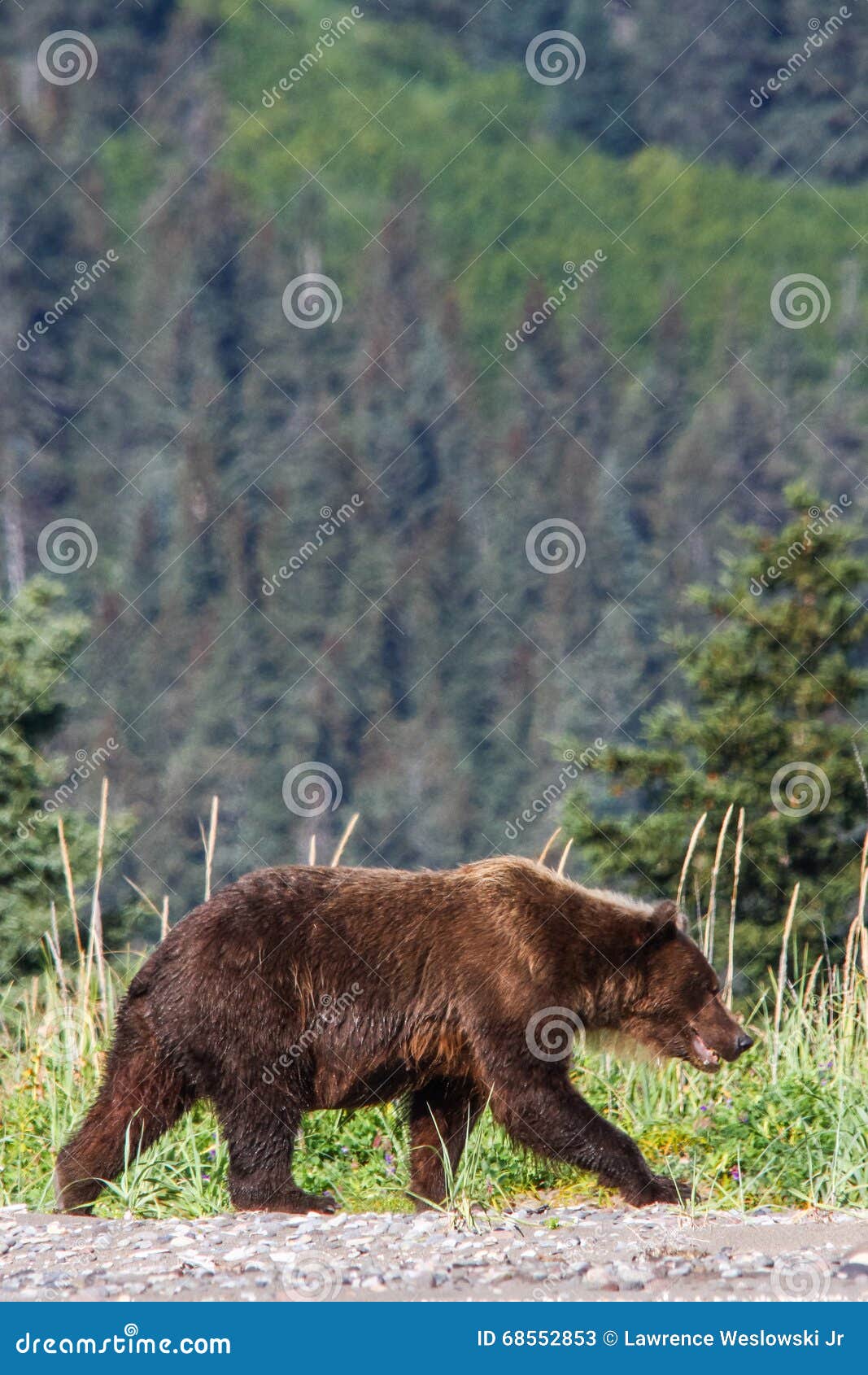 alaska brown grizzly bear lake clark national park