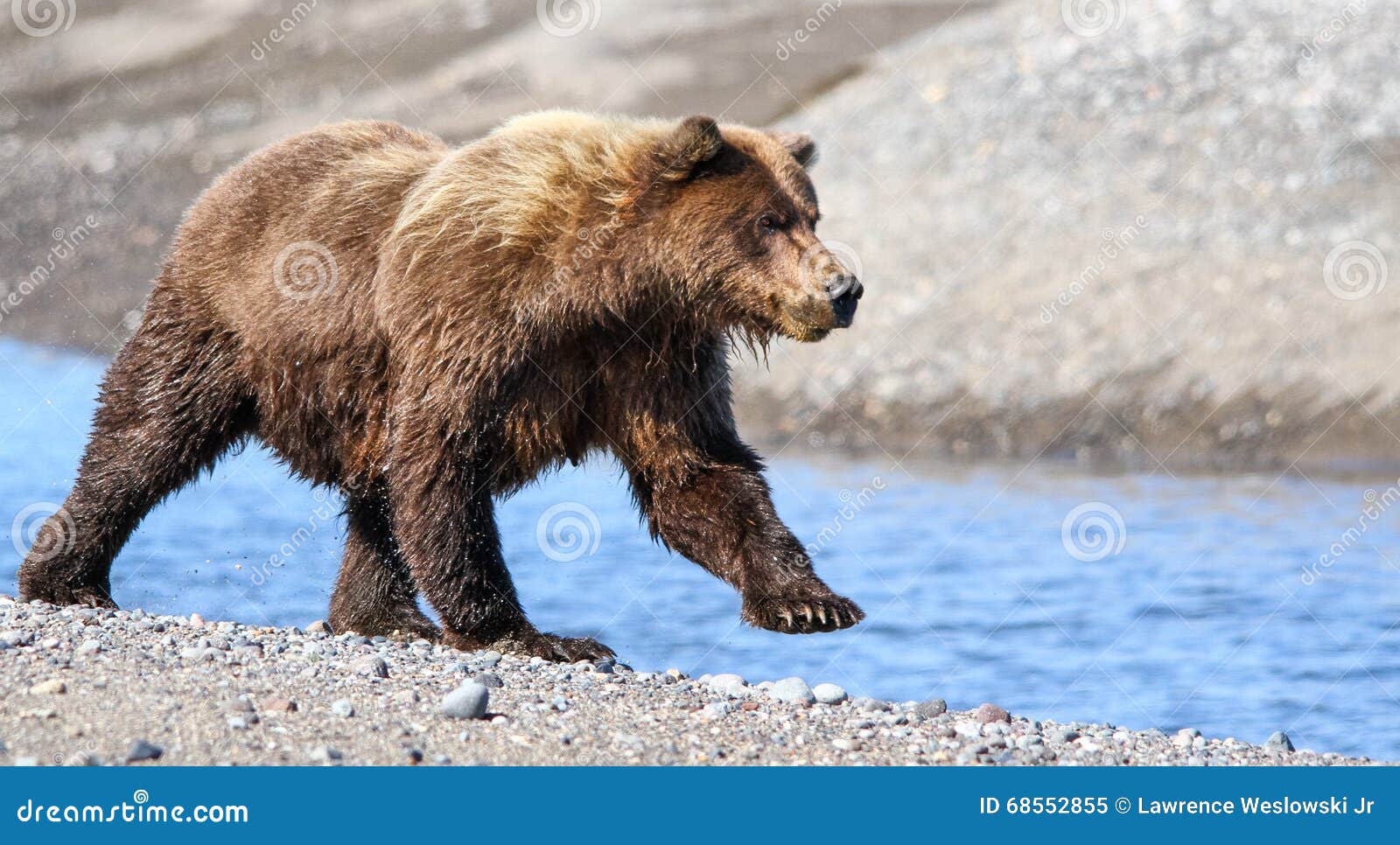 alaska brown grizzly bear running near creek