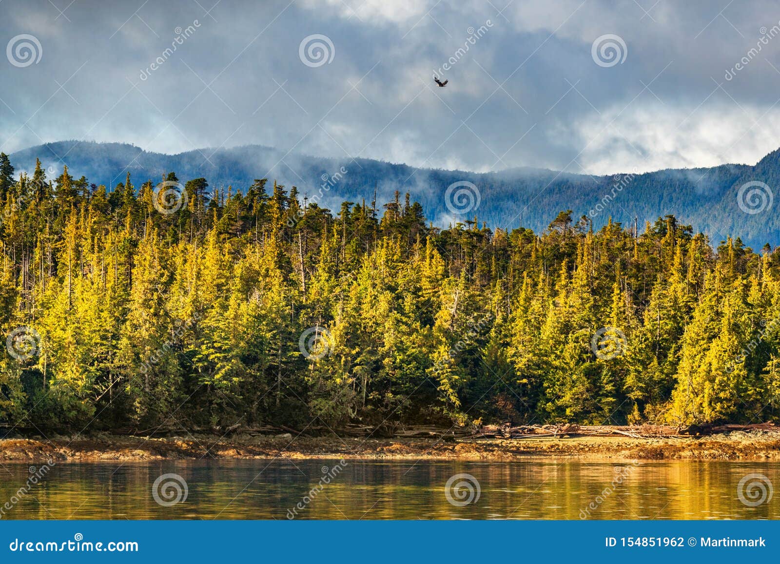 Alaska Wildlife Bird Nature Landscape Shore Background with Bald Eagle Flying Above Pine Trees in Ketchikan, Stock Photo - Image of alaskan, natural: 154851962