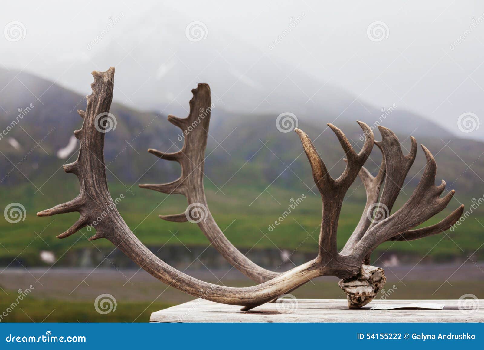 Alaska stock photo. Image of outdoor, grasslands, bull 54155222