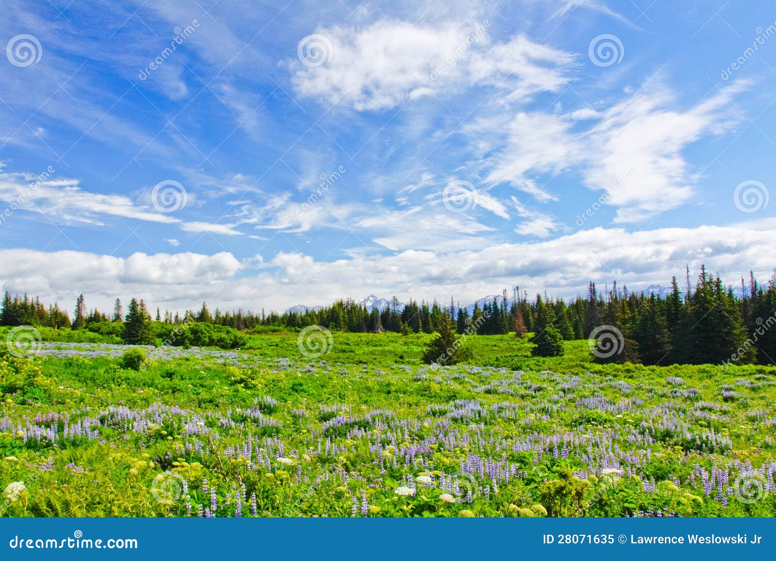 alaska - kenai peninsula wildflowers