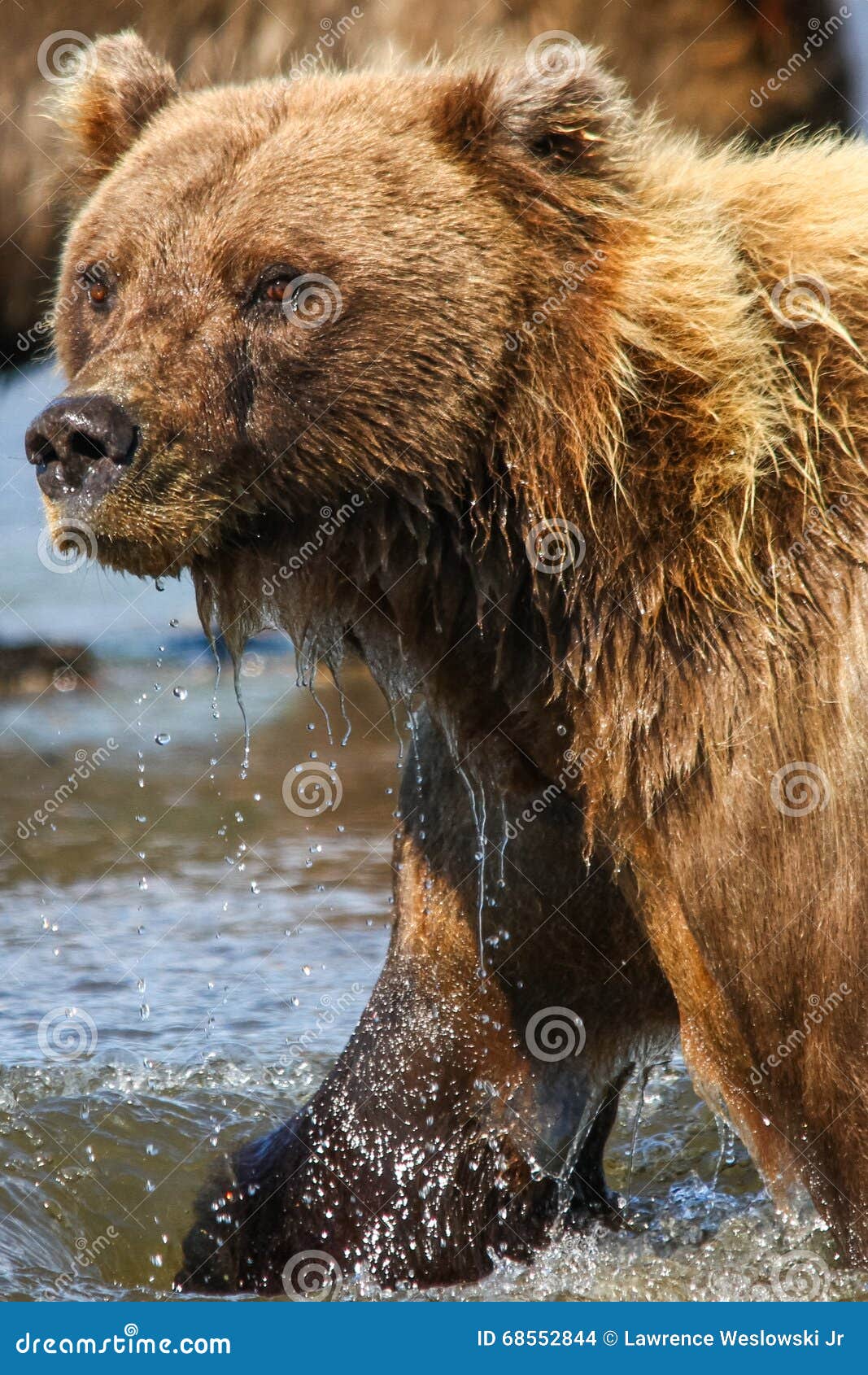 alaska lake clark brown bear mother portrait
