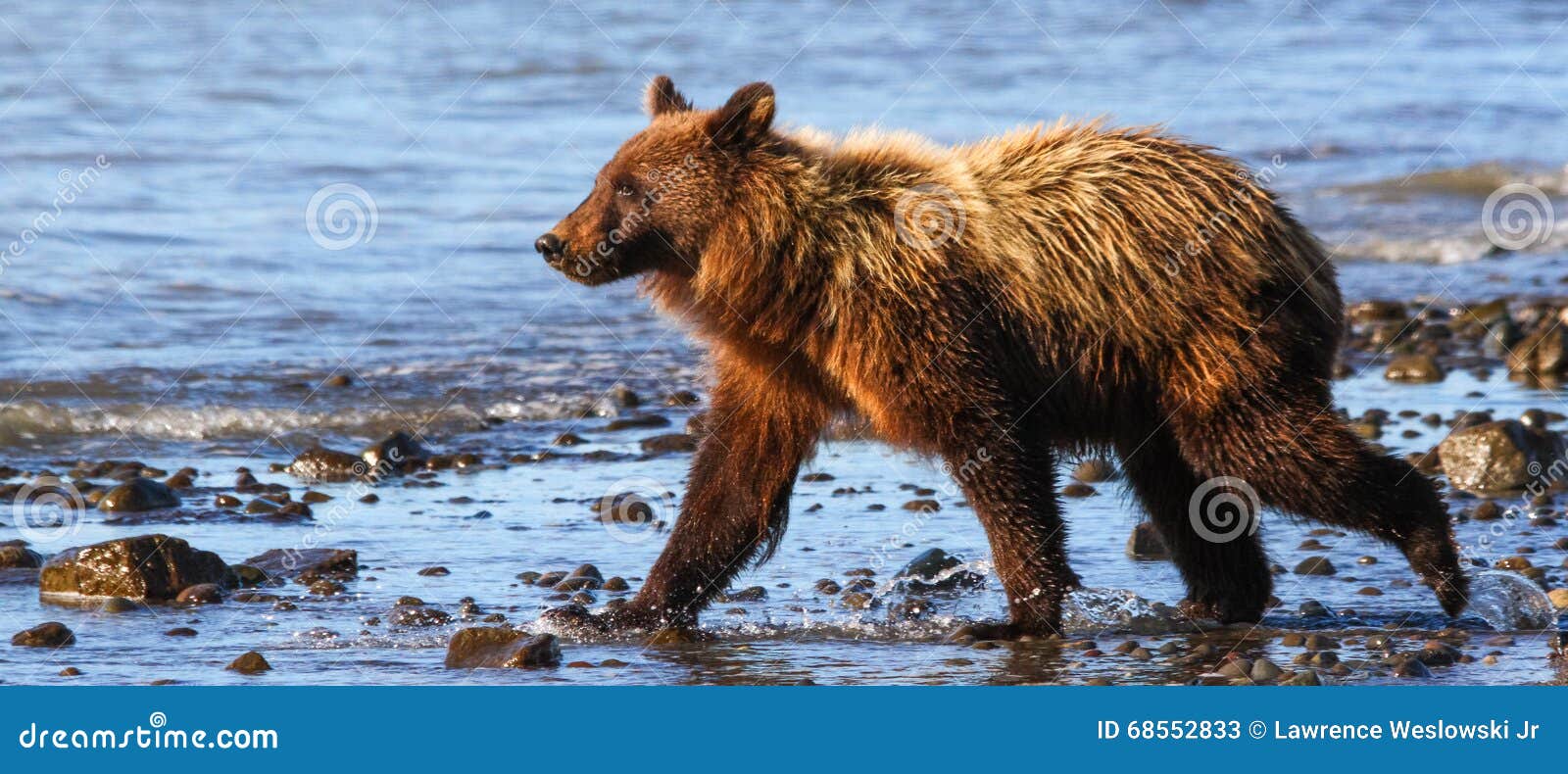 alaska lake clark young brown grizzly bear walking