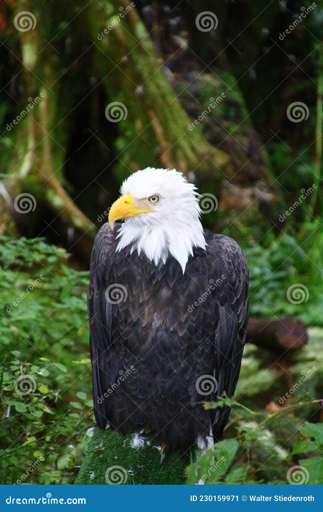 bald eagle, alaska raptor center in sitka, alaska, united states