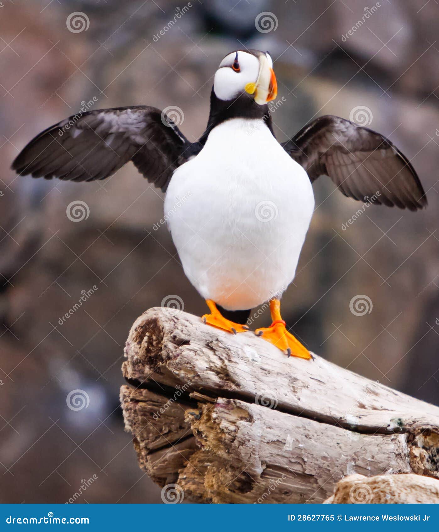 Horned Puffin - Alaska Sealife Center