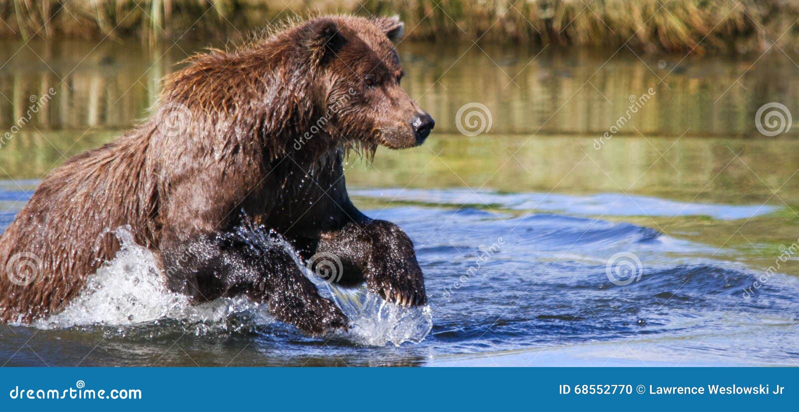 alaska silver salmon creek brown bear fishing