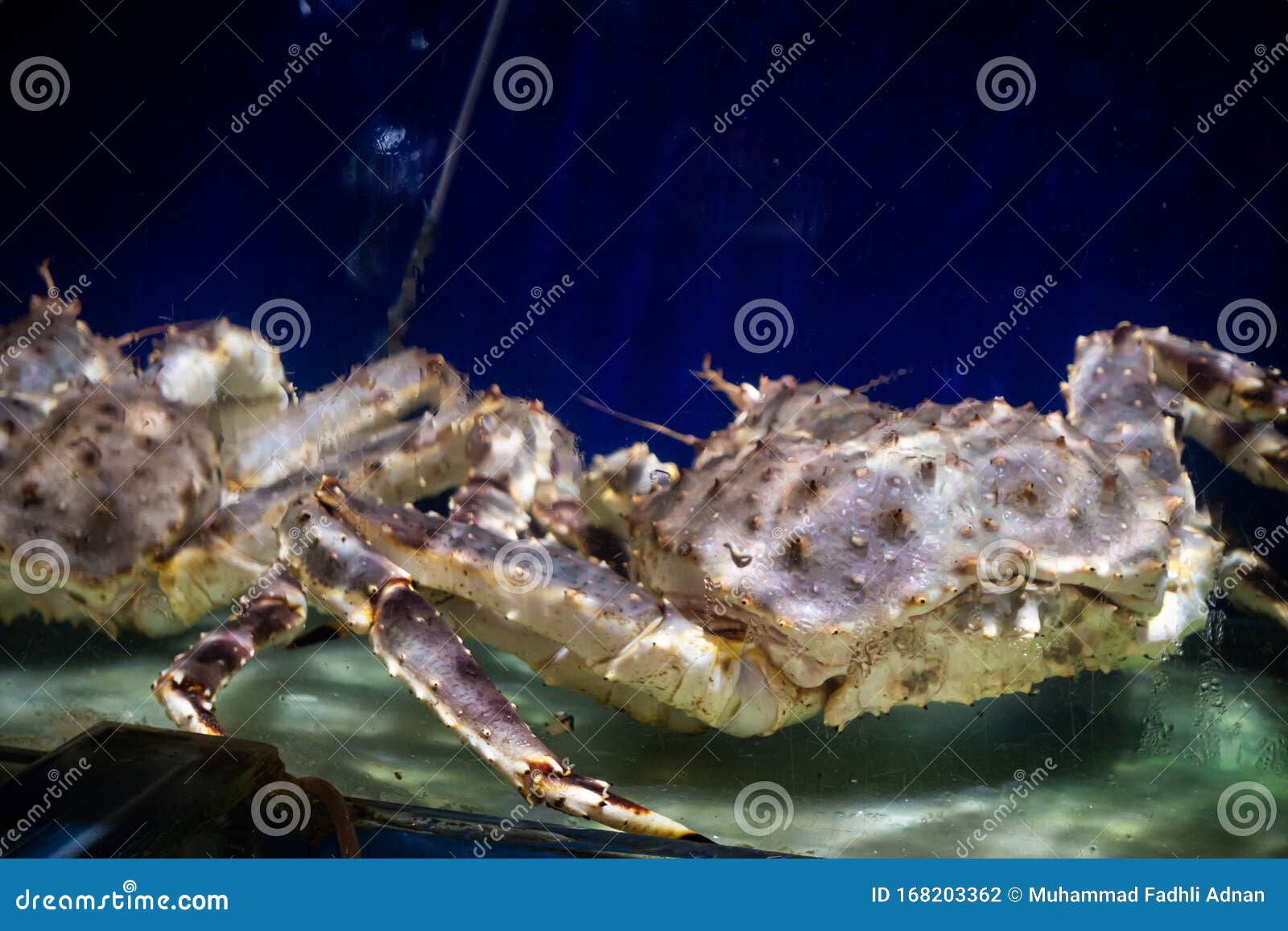 Alaska Spider Crab stock photo. Image of freshness, crabs 168203362