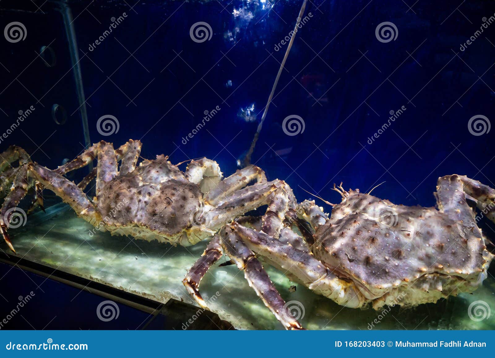 Alaska Spider Crab stock image. Image of coral, delicious 168203403
