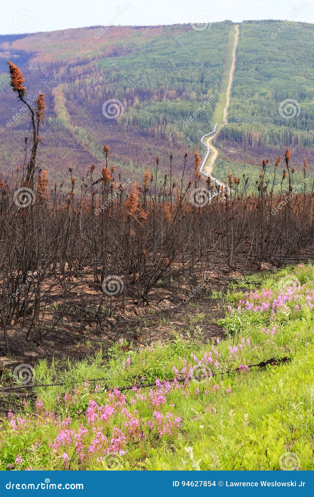 alaska - trans-alaska pipeline flowers and fire damage