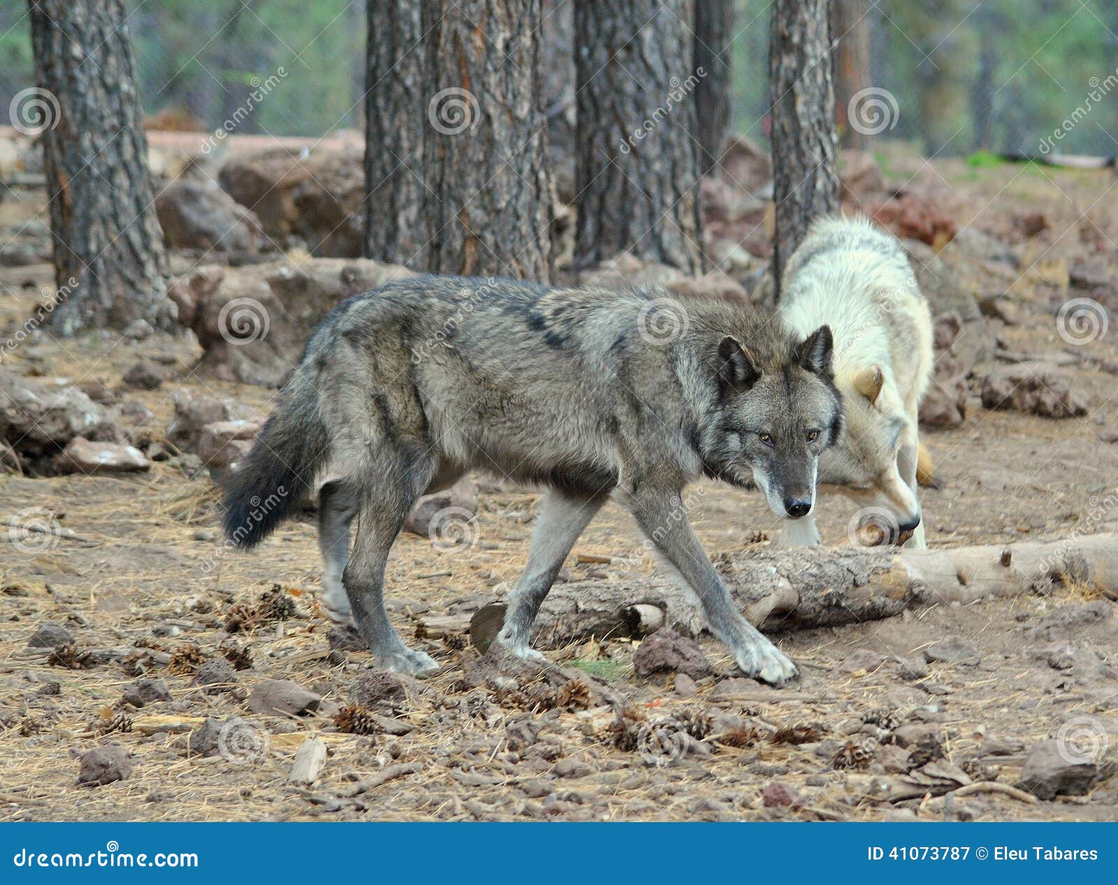 Alaska Tundra Wolf stock image. Image of lupus, canine - 41073787