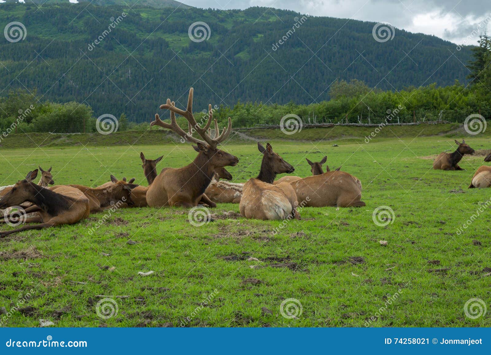 alaska wildlife conservation center