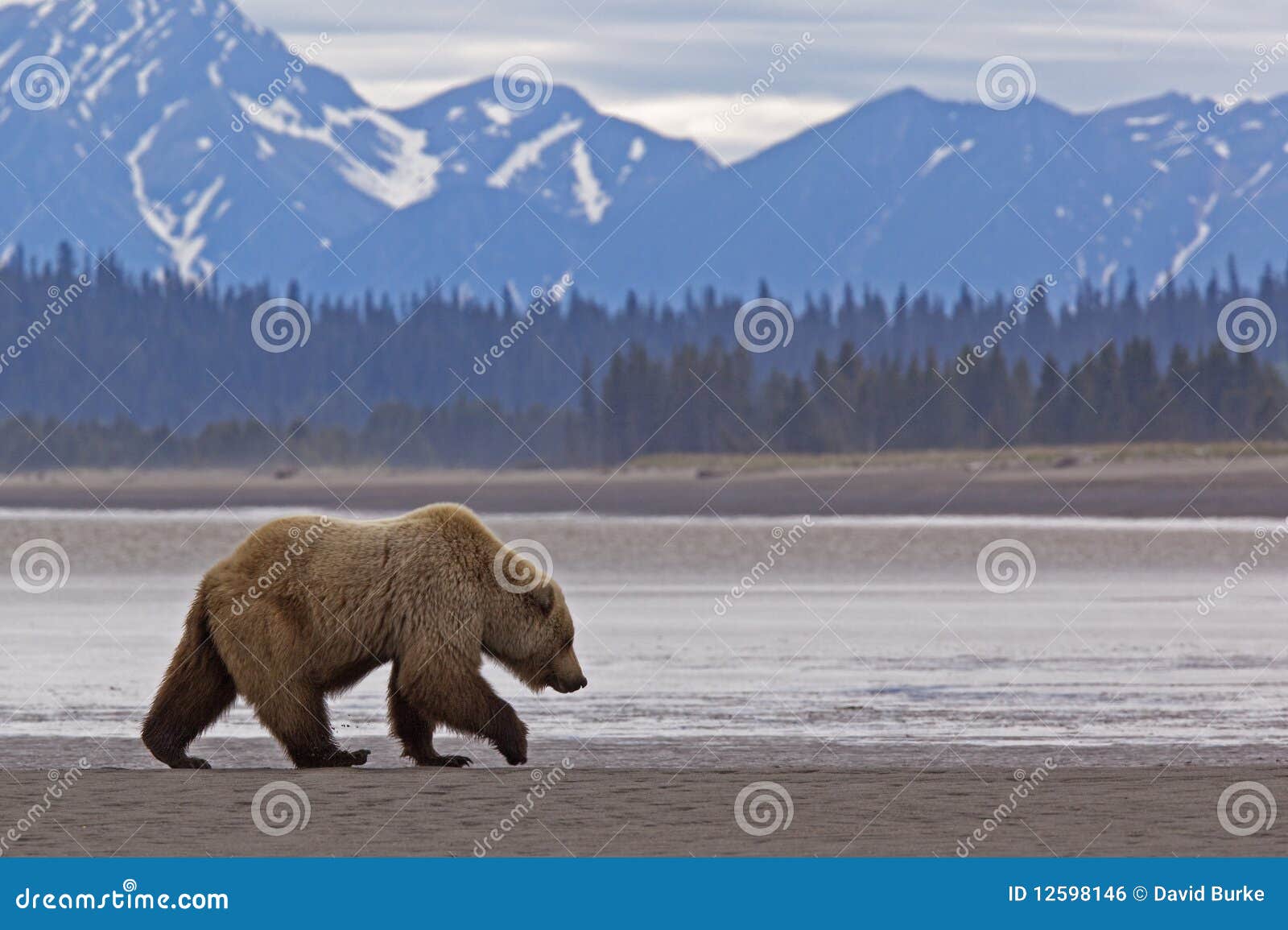 alaska grizzly brown bear walking wildlife mountains