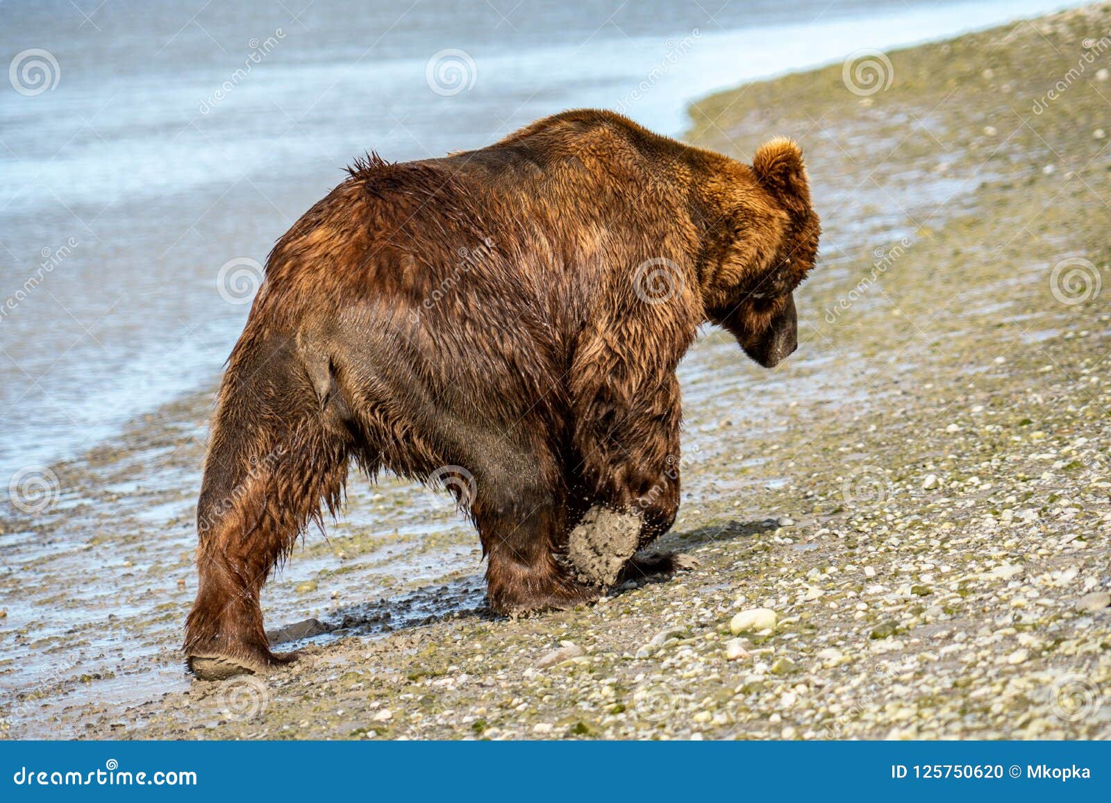 Alaskan Coastal Brown Bear Grizzly Walks Along the Beach at Katmai ...
