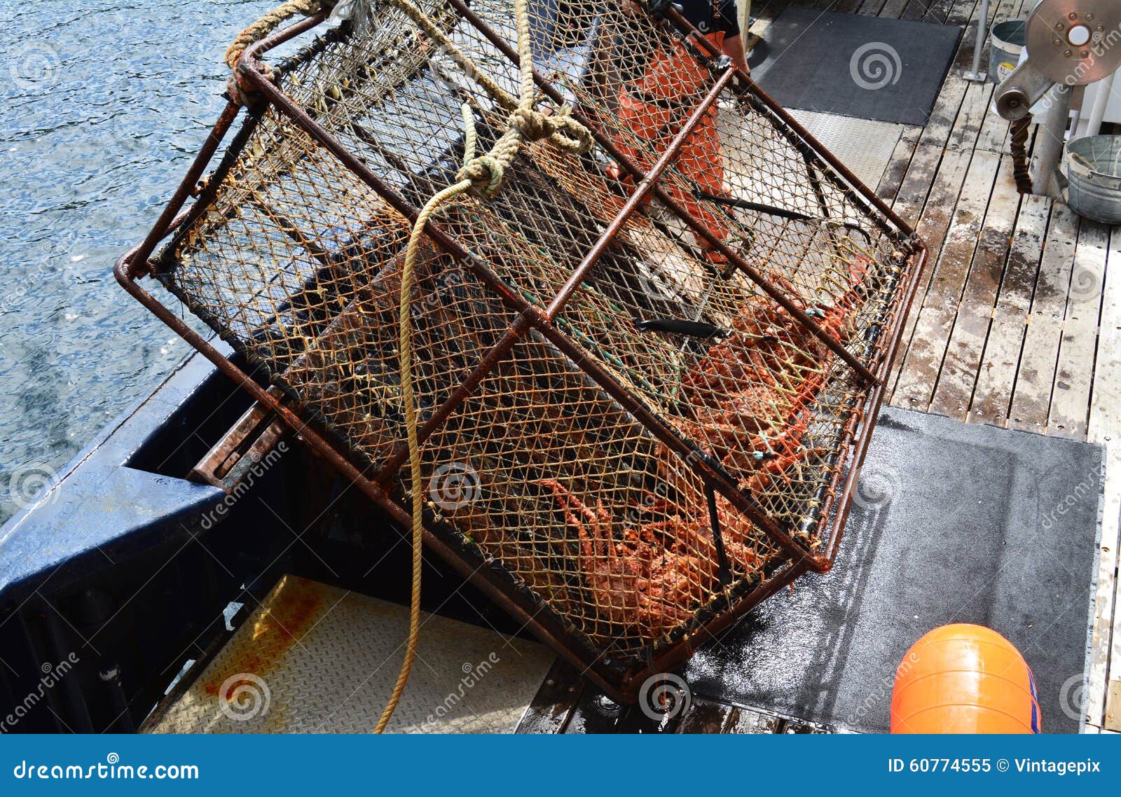 Alaskan King Crab Caught In Pot Stock Photo - Image: 60774555