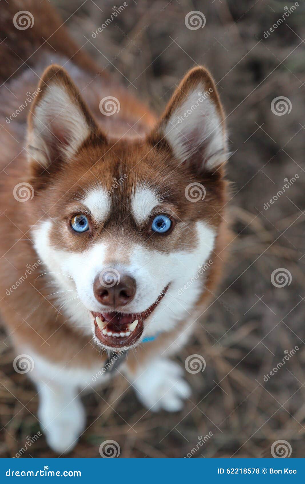 Alaskan Klee Kai Dog. Mini Husky Stock Photo - Image of forest, husky:  151735770