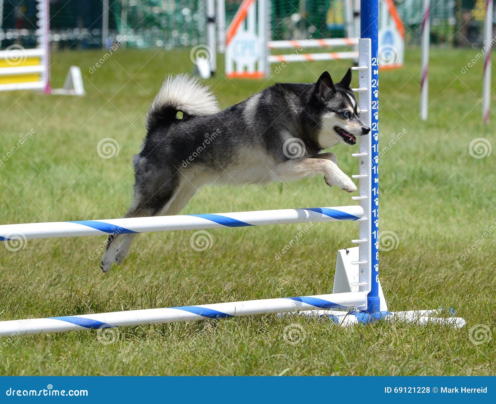 Alaskan Klee Kai