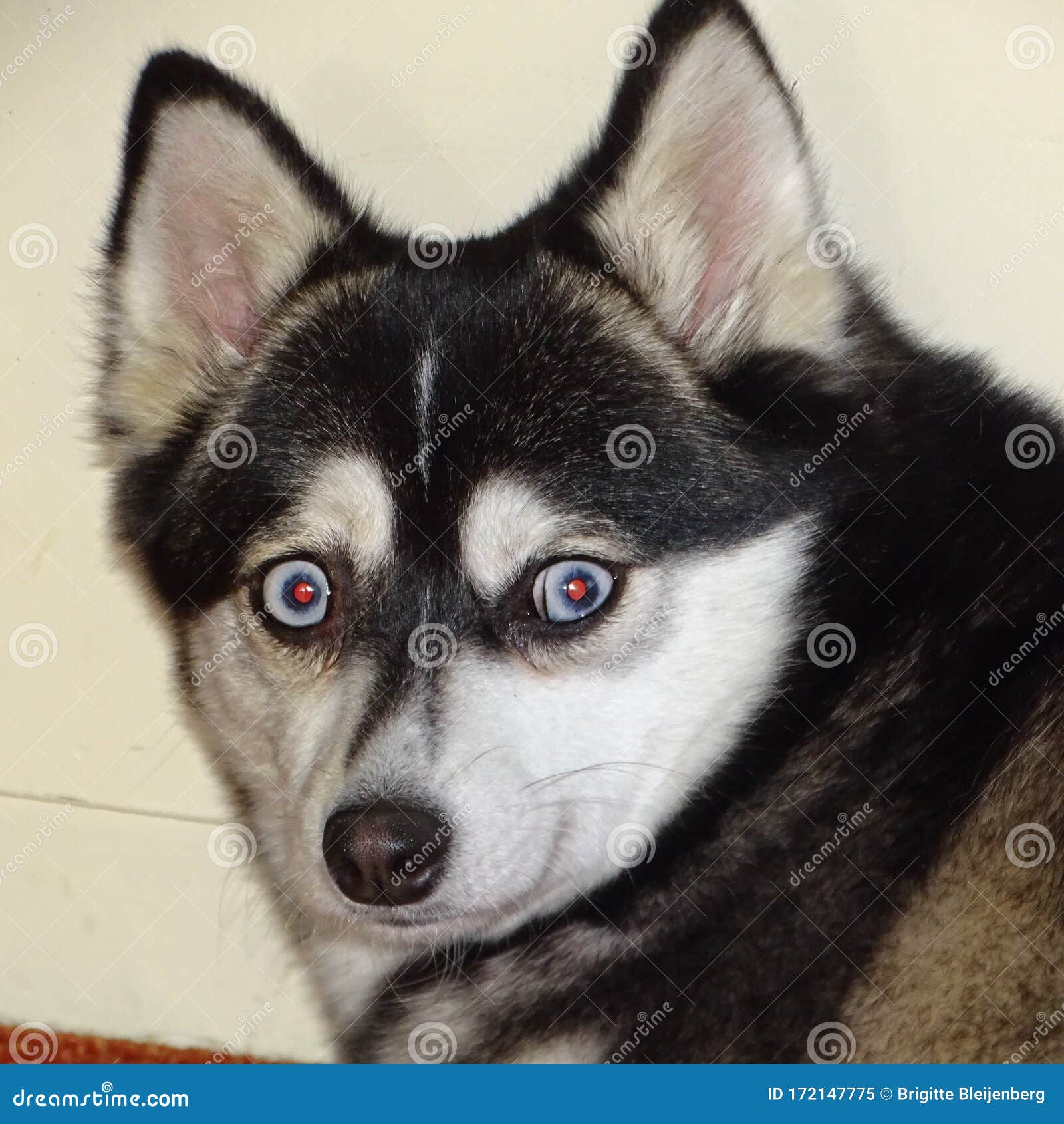 alaskan klee kai pomsky