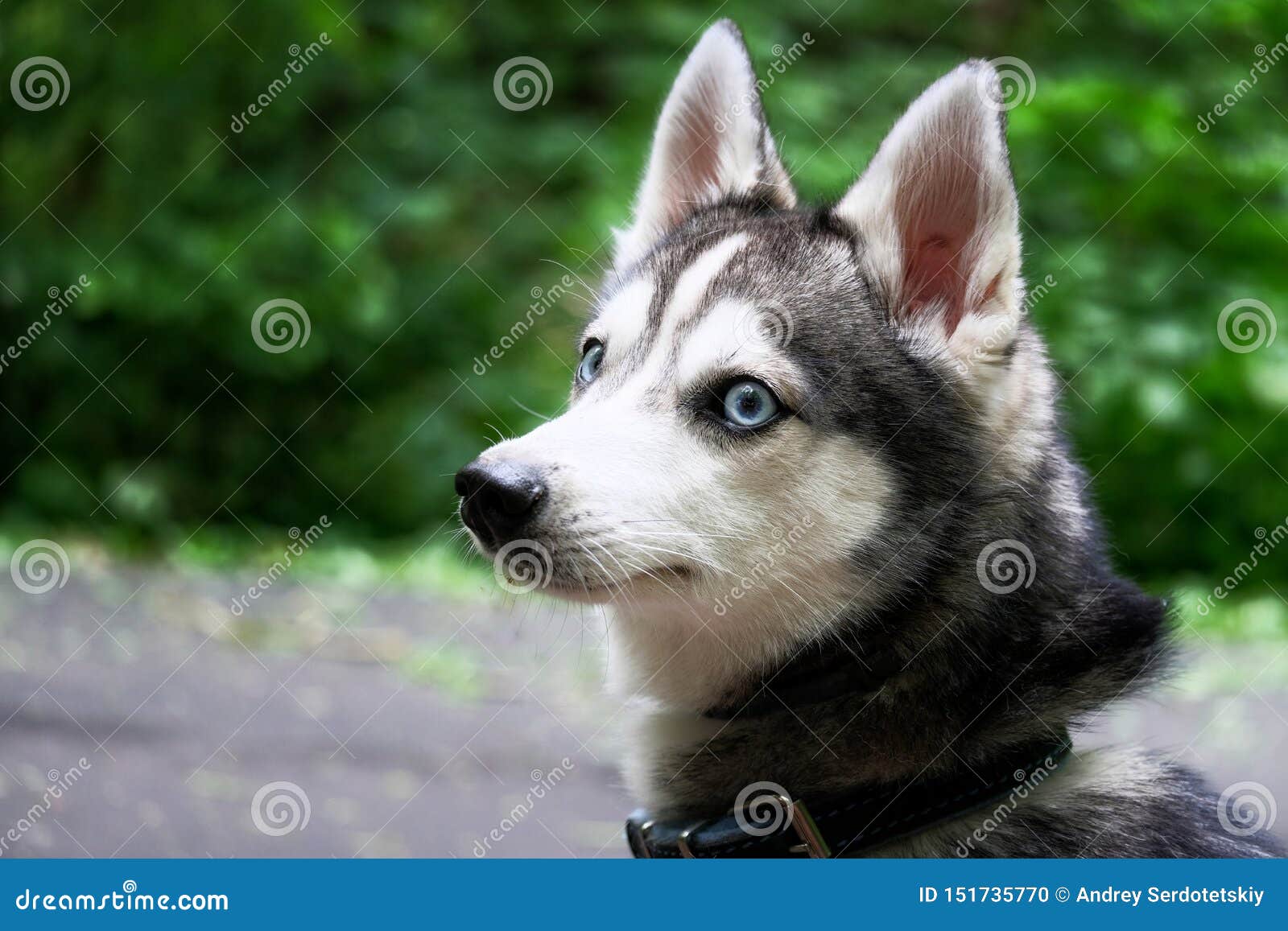 Alaskan Klee Kai Dog. Mini Husky Stock Photo - Image of forest, husky:  151735770